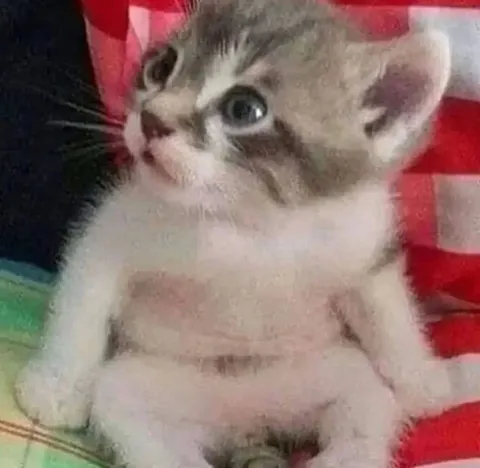Кот в шоке от посуды