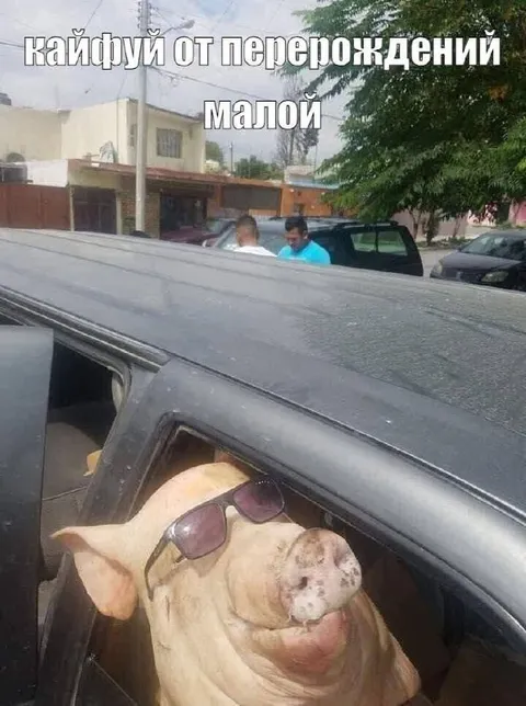 Кайфуй от перерождений, малой