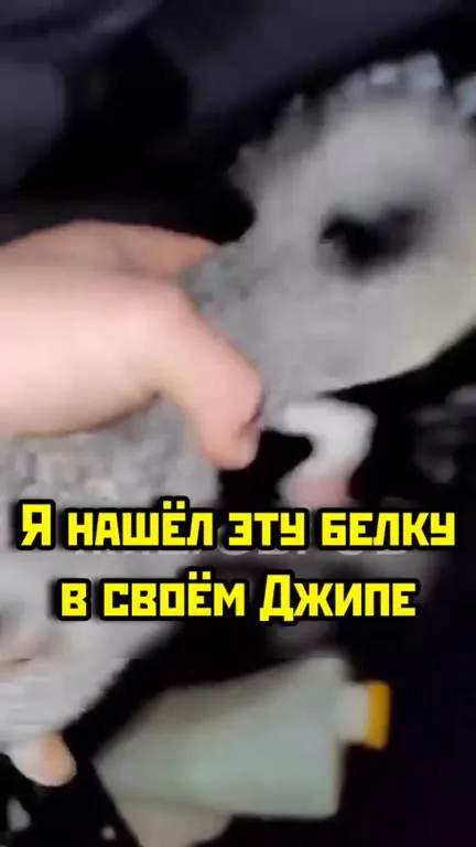 Белка из джипа в блендере