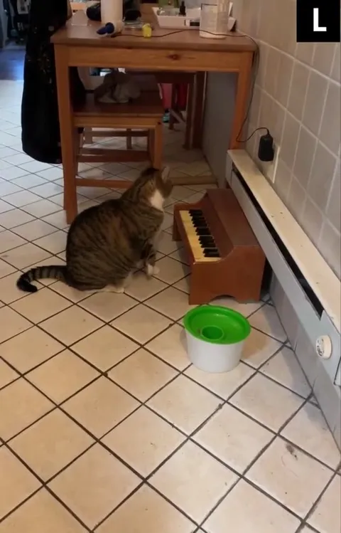 Котик играет на пианино
