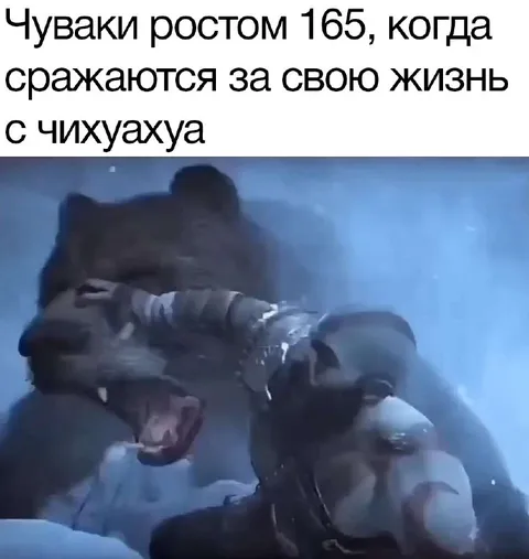 Чуваки ростом 165 дерутся с чихуахуа