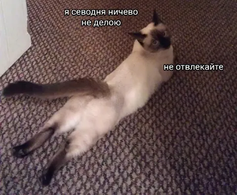Кот сегодня ничего не делает