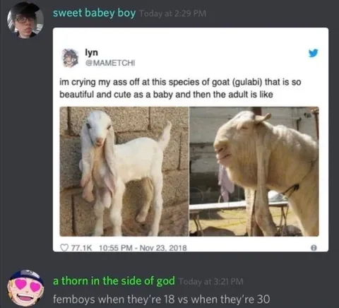 Gulabi Goat Adult Transformation