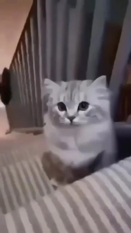 Котик всё ближе к камере