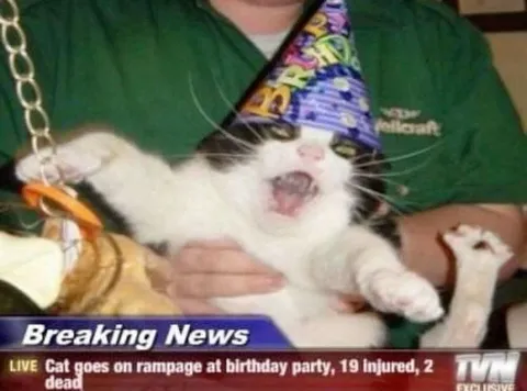 Cat Rampage at Birthday Party