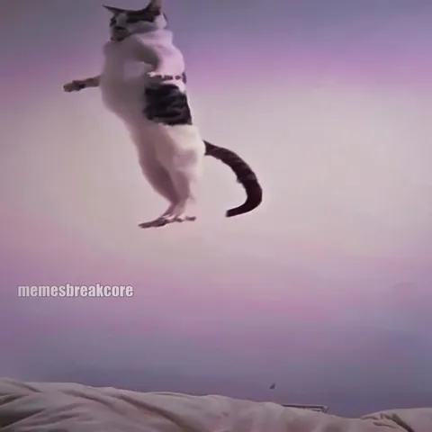 Кот летит сквозь сон