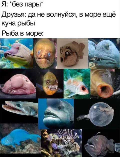Рыба в море без пары