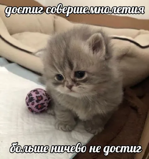 Котёнок не достал мячик