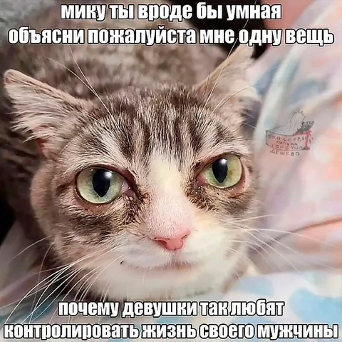 Кот спрашивает про контроль