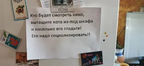 Насильно социализируйте кота