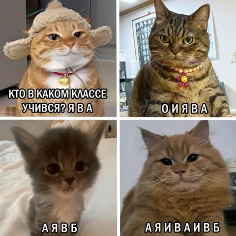 Коты о школьных классах
