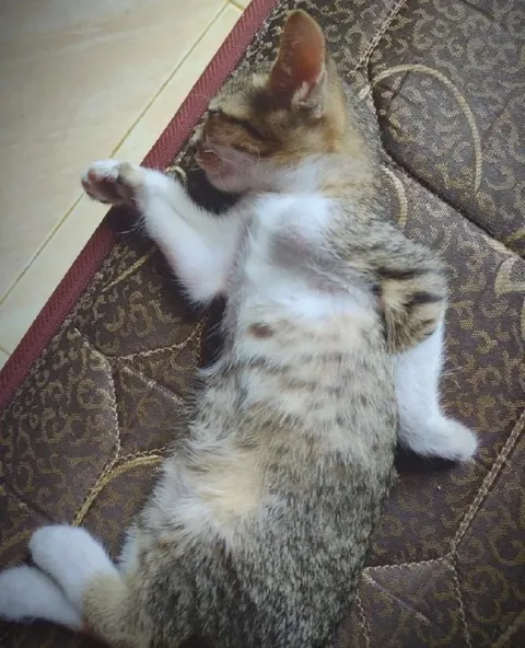 Котёнок лежит на спине
