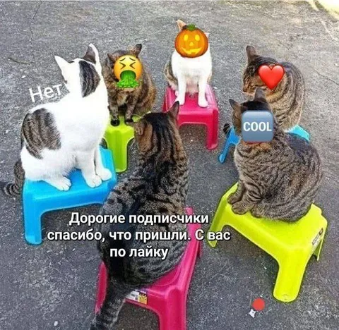 Коты пришли за лайками