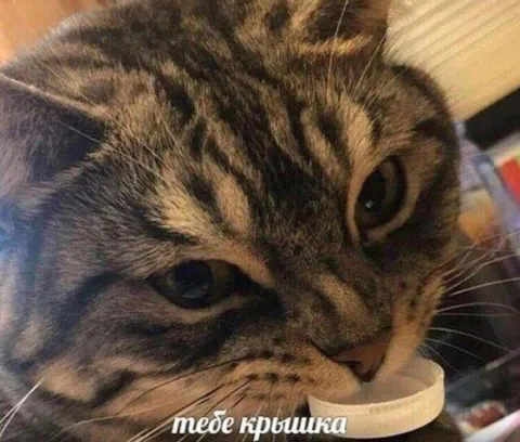 Тебе крышка