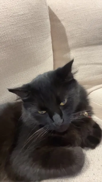Недовольный чёрный кот