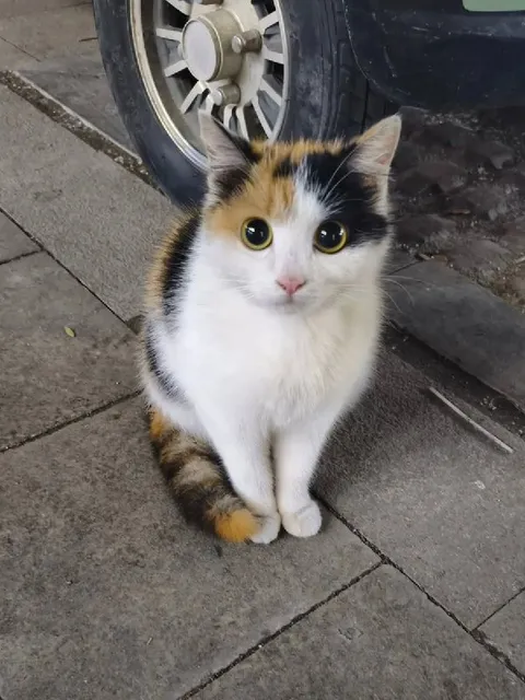Удивлённая трёхцветная кошка