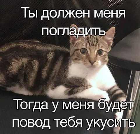 Кот просит погладить