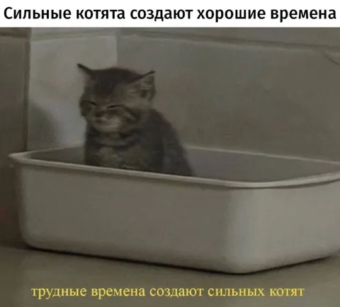Сильные котята создают хорошие времена