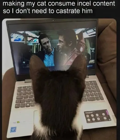 Cat Consumes Incel Content