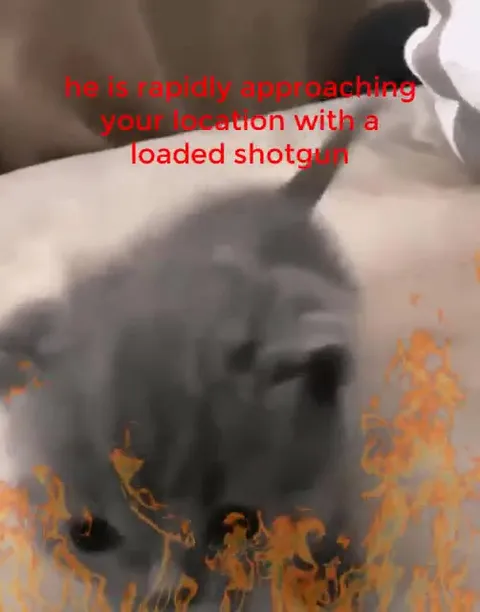 Tiny Kitten With a Loaded Shotgun