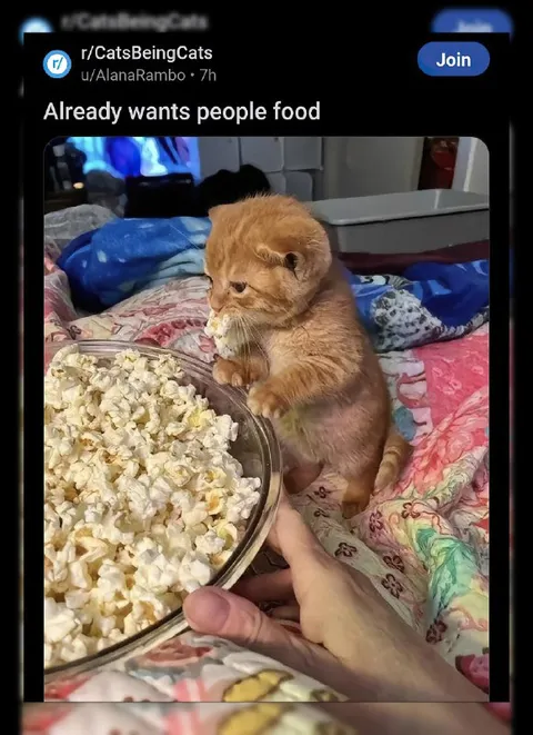 Cat Already Wants People Food