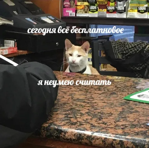 Кот не умеет считать