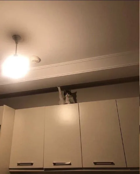 Кот забрался на шкаф