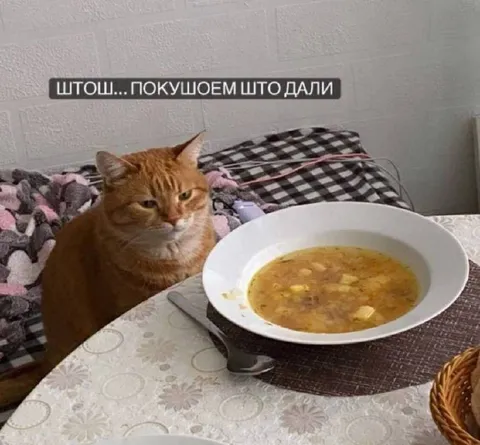 Кот кушает что дали