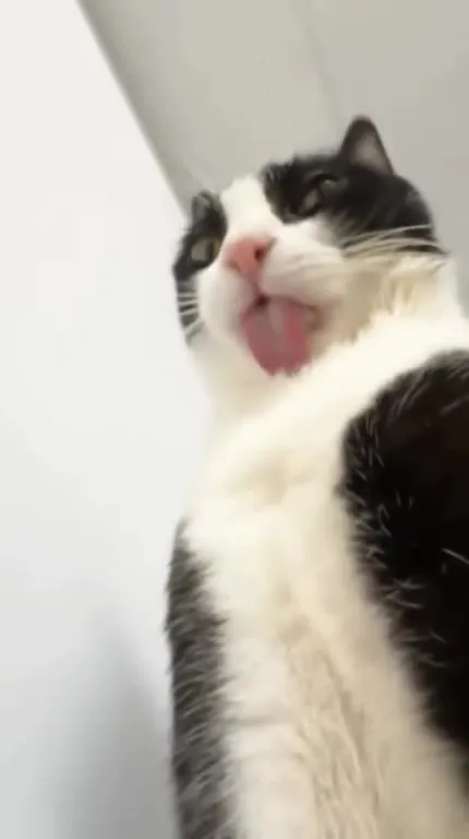 Кот с высунутым языком