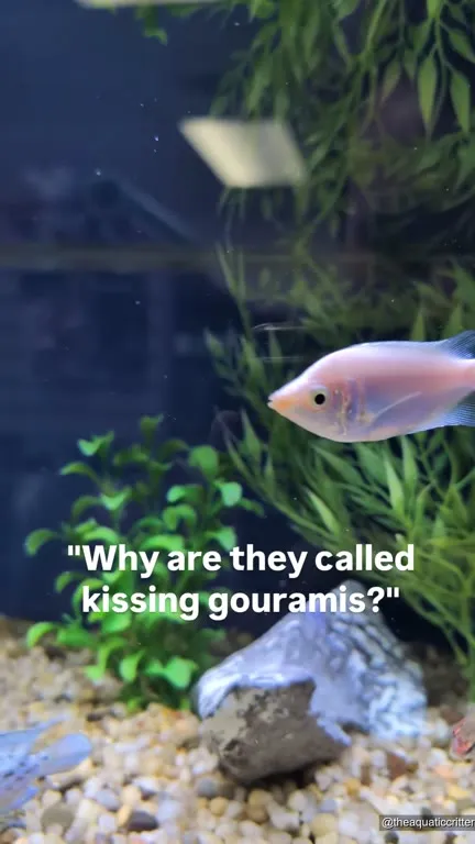 Why Are They Called Kissing Gouramis?