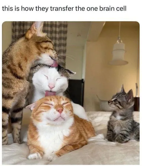 Cats Transfer the One Brain Cell