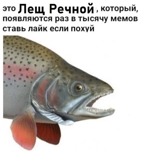 Лещ Речной раз в тысячу мемов