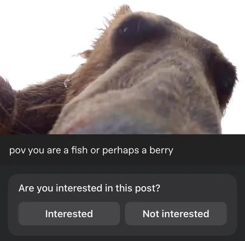 Fish or Perhaps a Berry