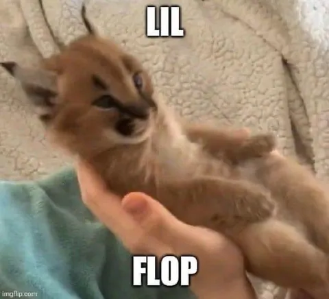 Lil Flop Goat Reaction