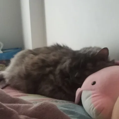 Кот спит рядом с плюшевой игрушкой