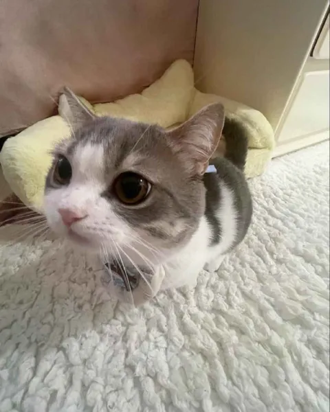 Кот с большими глазами