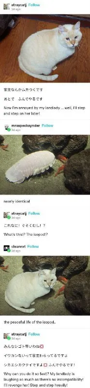 Cat Meets Its Isopod Twin