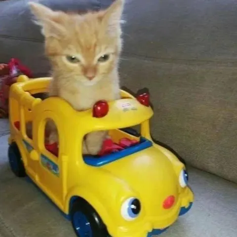Котёнок за рулём игрушечной машины
