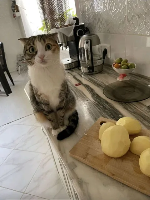 Кот следит за картошкой
