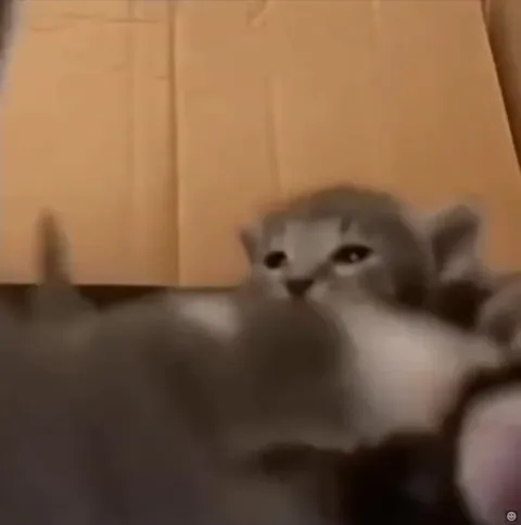 Котёнок и внезапный крик