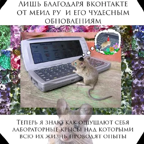 Лабораторная крыса и обновления ВКонтакте