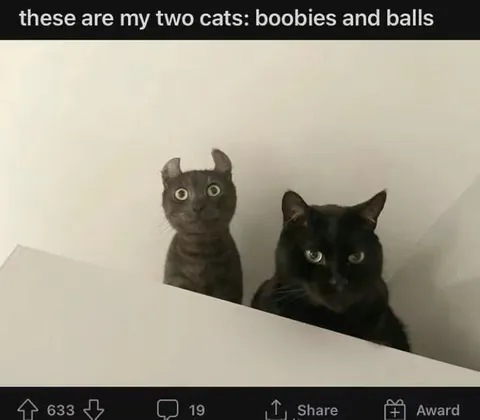 My Two Cats: Boobies and Balls