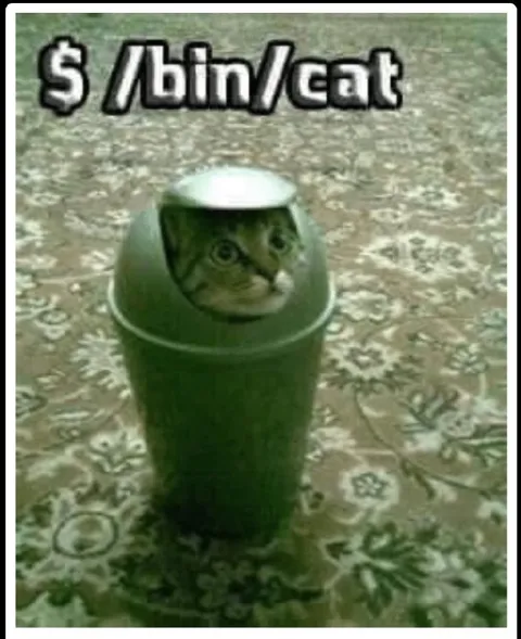 Cat in the Trash Bin