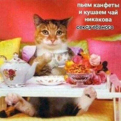 Кот пьёт конфеты и чай