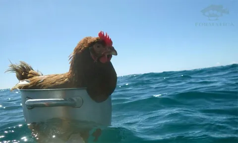 Курица в кастрюле посреди моря