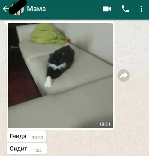 Мама прислала гниду