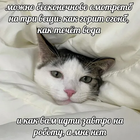 Кот не идёт на работу