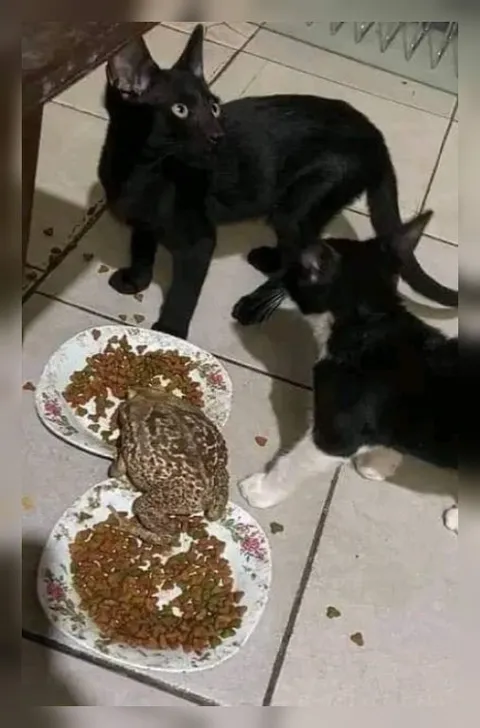 Лягушка украла кошачий корм