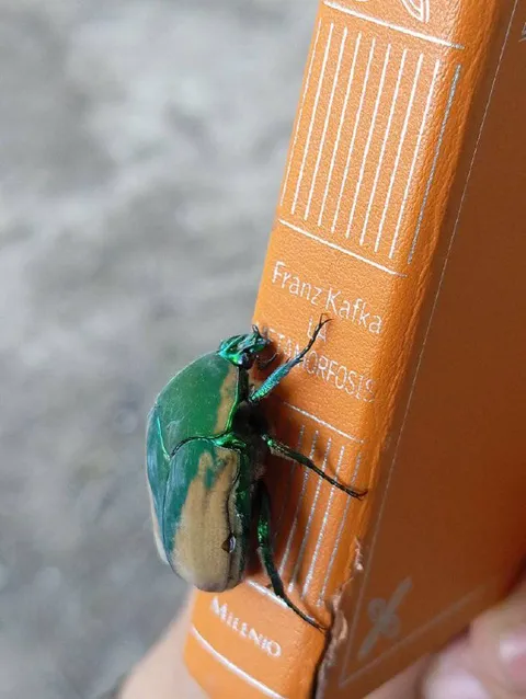 Käfer auf Kafkas Verwandlung