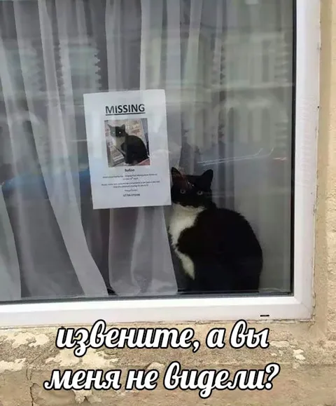 Кот с объявлением о пропаже